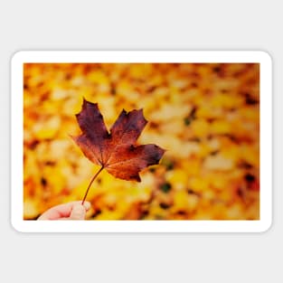 Hand holding brown maple leaf Sticker